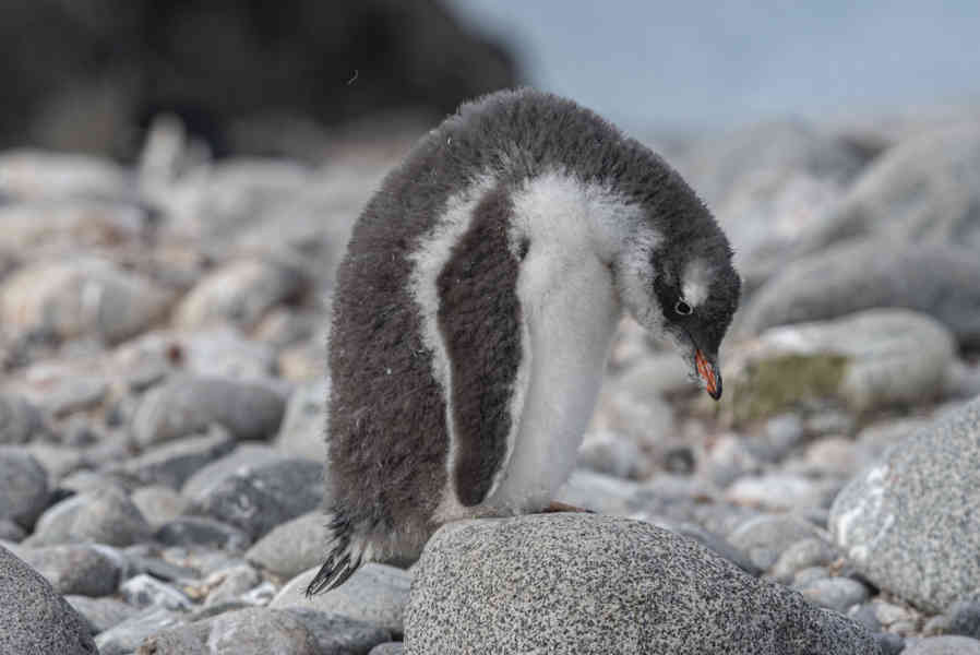 Pingüino Papua o Gentoo cría - isla Robert - islas Shetland del Sur 09.jpg